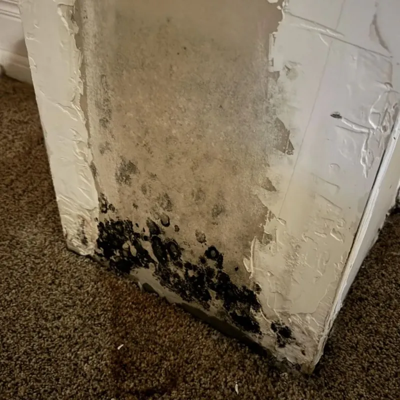 Professional Mold Removal in Ferris, TX
